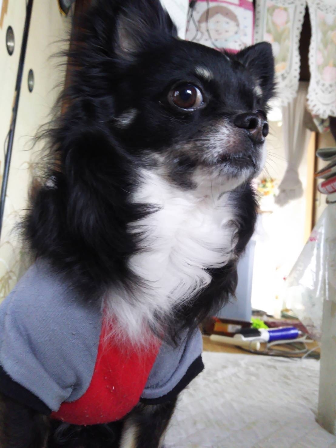 犬 渡邊さんの愛犬