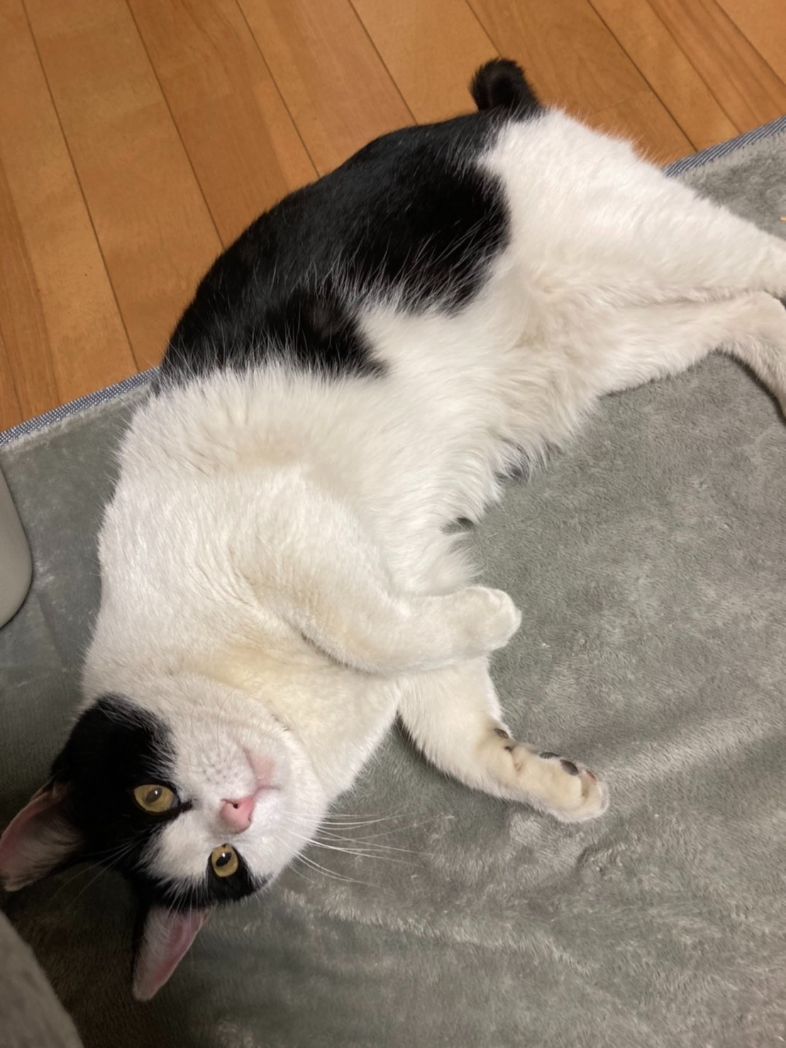 かわいい 訪問者 かわいい 訪問者