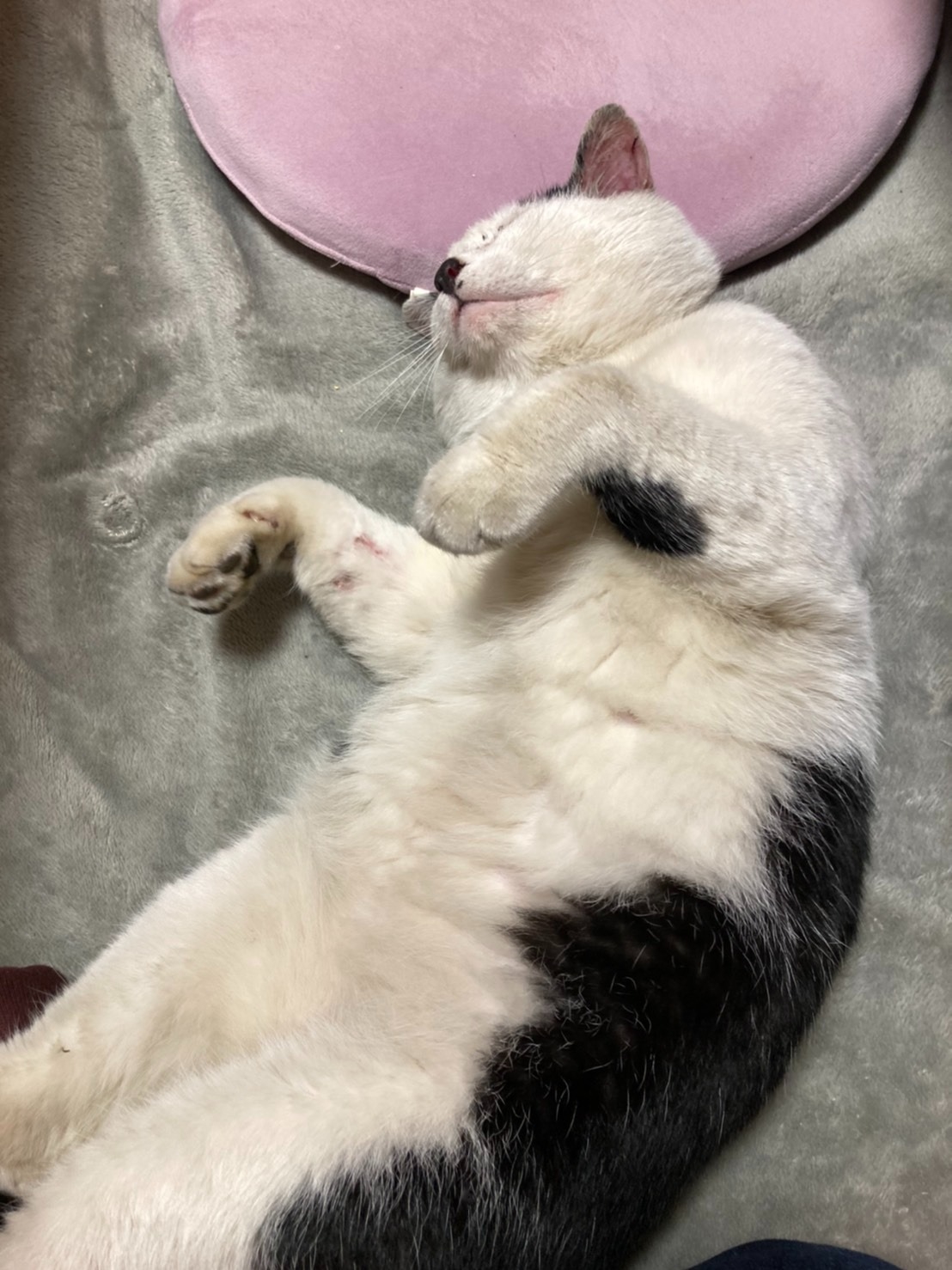 かわいい 訪問者 かわいい 訪問者